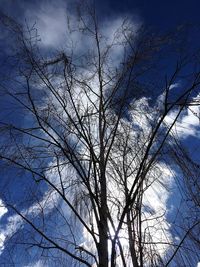 Low angle view of bare trees against sky