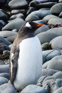 Close up of a bird