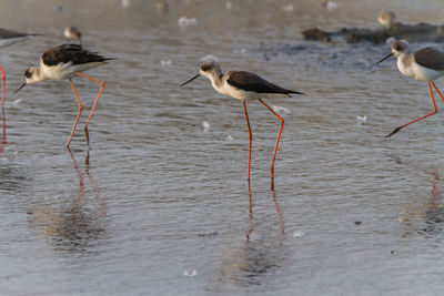 Birds in lake