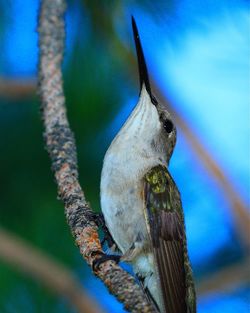 Close-up of bird against dark background