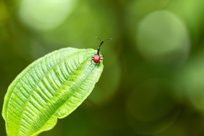 Close-up of insect on plant