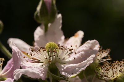 Close-up of white flowers