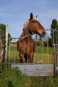 Close-up of horse standing by metal gate on grass field against sky