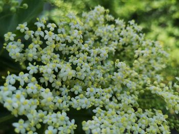 Flowers naturel wilde foliage