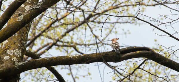 Low angle view of bare tree