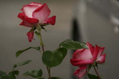 Close-up of pink rose blooming outdoors