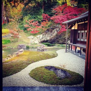 Plants growing by rocks during autumn