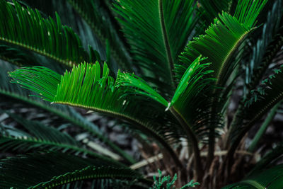 Close-up of palm tree leaves