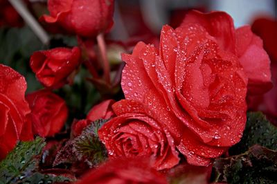 Close-up of wet red rose in rainy season