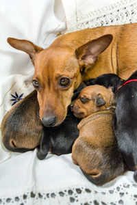 Red miniature pinscher dog mother with puppies