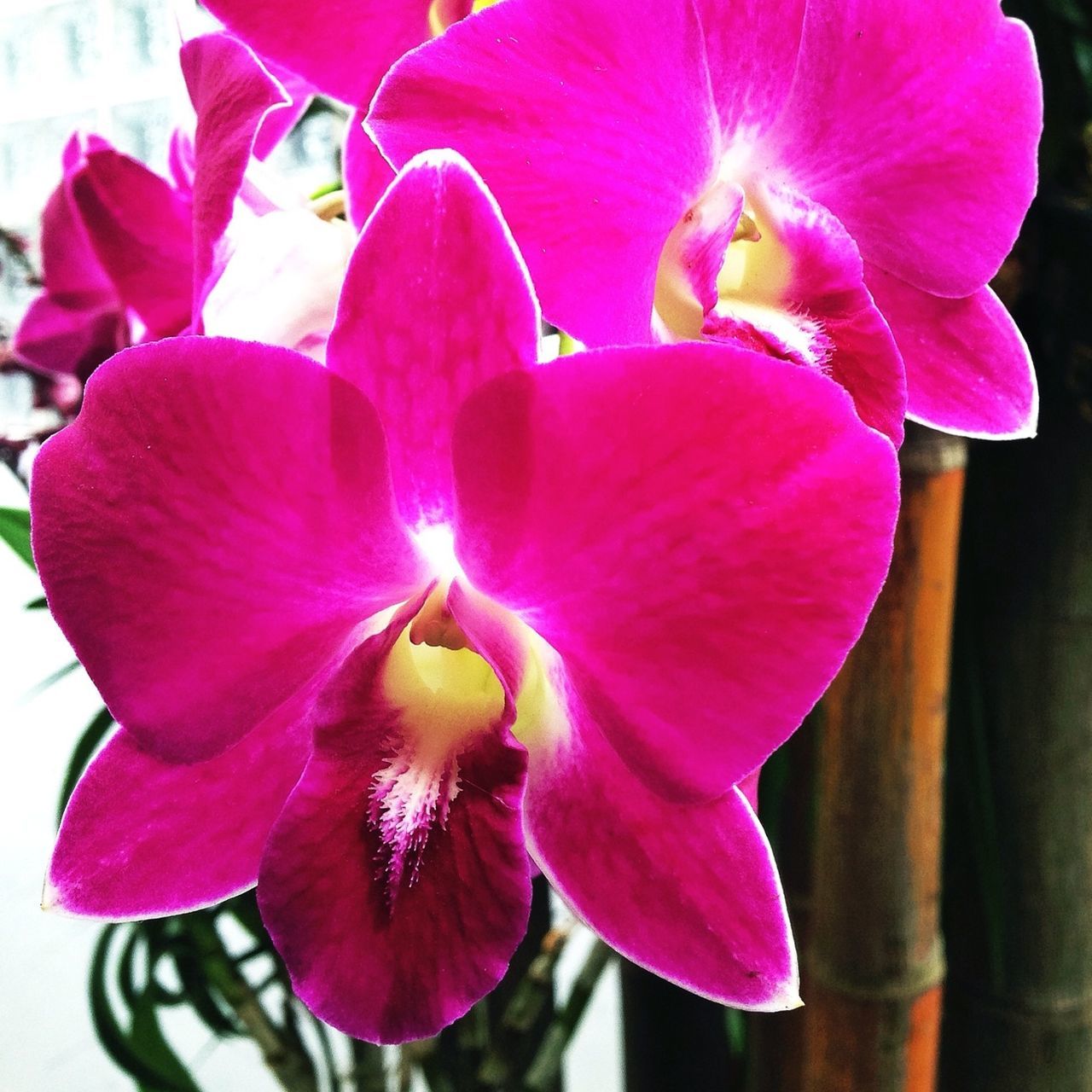 Thai orchid