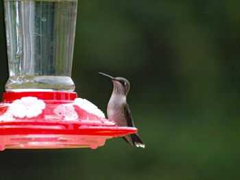 Close-up of bird perching on a feeder
