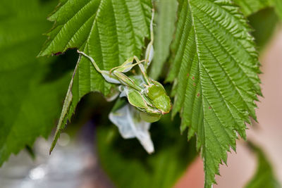 Phylliidae walking leaf shedding its skin, insect sit leaves and matches color of the leaves