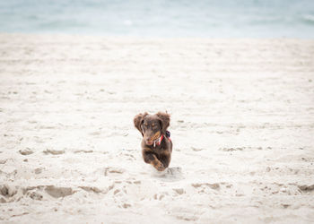 Portrait of dog running on beach