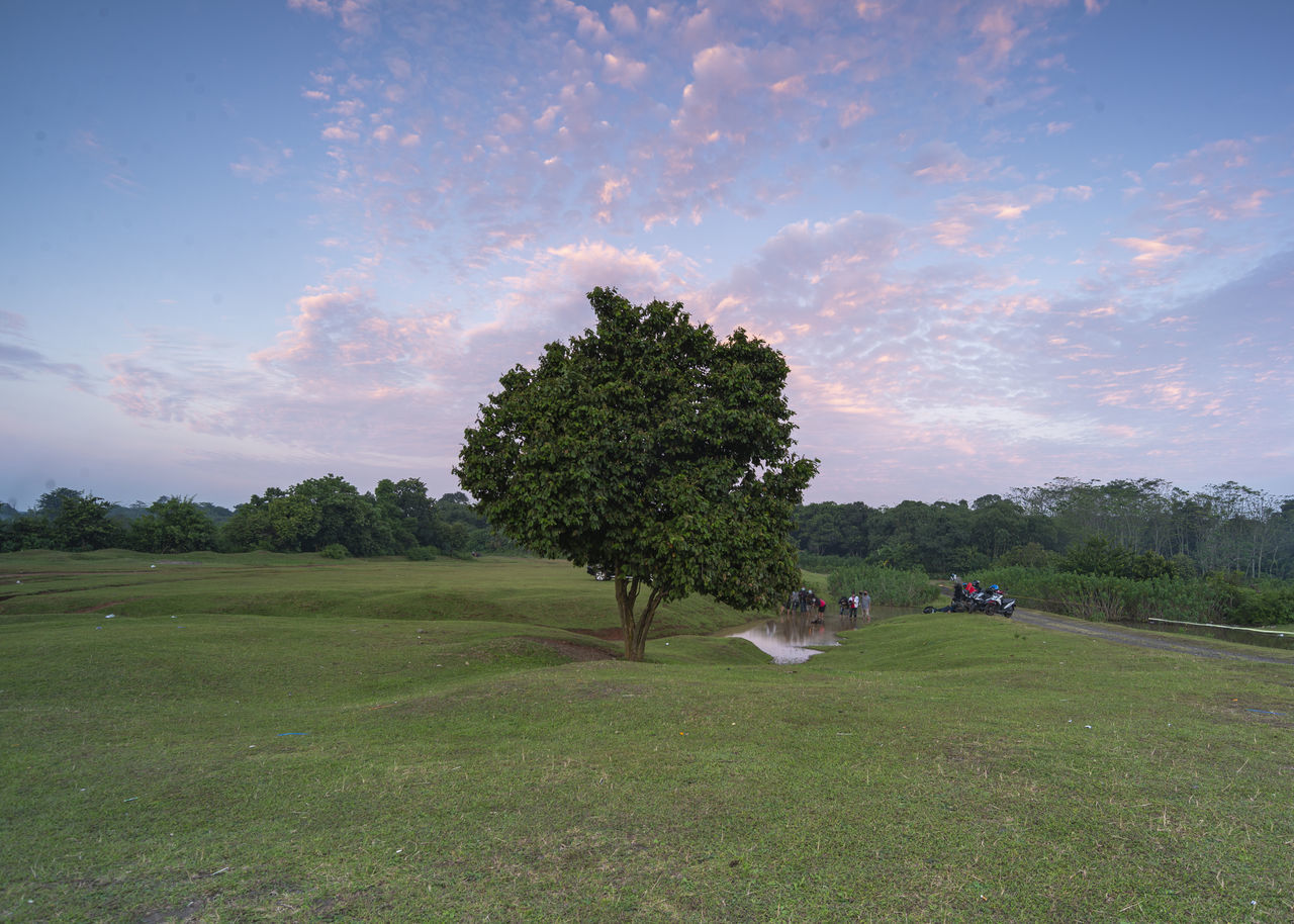 TREES ON FIELD AGAINST SKY DURING SUNRISE