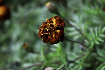 Close-up of bee pollinating on flower
