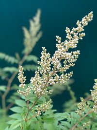 Close-up of white flowering plant on field