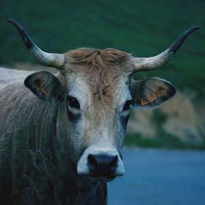 Close-up portrait of a cow