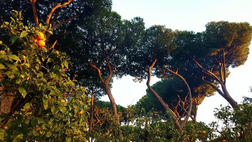 Low angle view of tree against sky