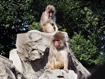 Monkey sitting on rock against trees
