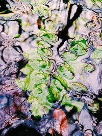 leaf