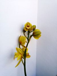 Close-up of yellow flowers in vase