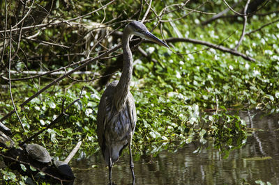 High angle view of gray heron perching on tree