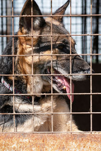 Close-up of dog