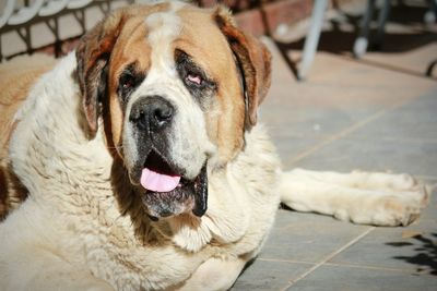 Close-up portrait of dog on footpath