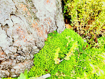 High angle view of moss on rock