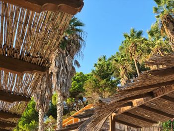 Low angle view of palm trees and building against sky