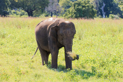 Elephant on field in forest