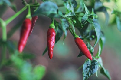 Close-up of red chili peppers plant