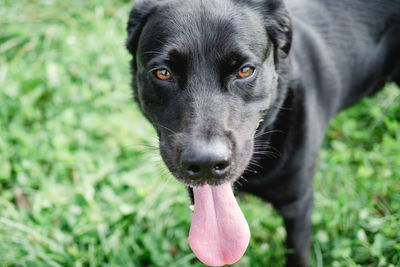 Close-up portrait of dog