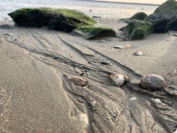 Beach rocks seaweed