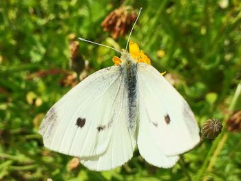 Close-up of butterfly on leaf