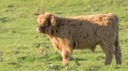 Side view of a scottish highlander on field