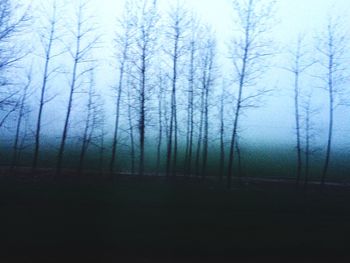 Bare trees in park