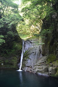 Scenic view of waterfall in forest