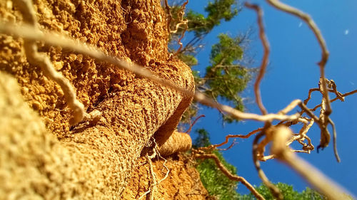 Close-up of branches against sky