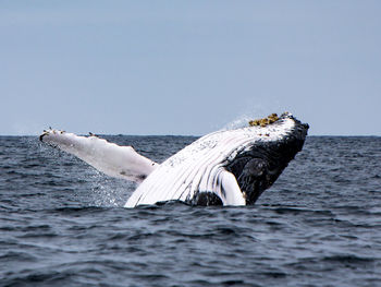 View of horse in sea against clear sky