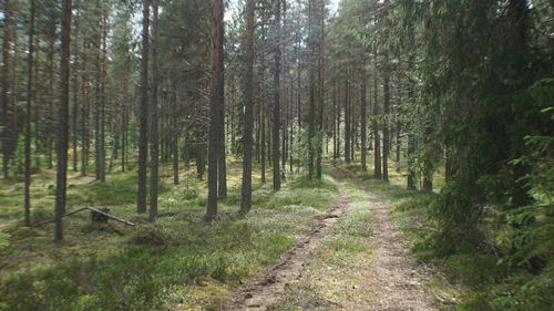 Trail amidst trees in forest