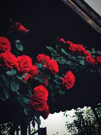 Low angle view of rose bouquet