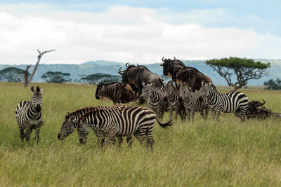 Zebras and wildebeests standing on grassy field against cloudy sky