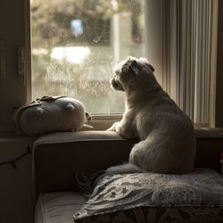 Dog looking through window at home