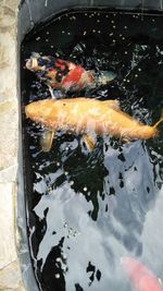 High angle view of fish swimming in lake