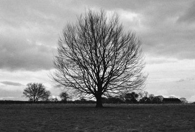 Close-up of tree against sky