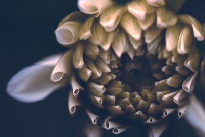 Macro shot of fresh flower against black background