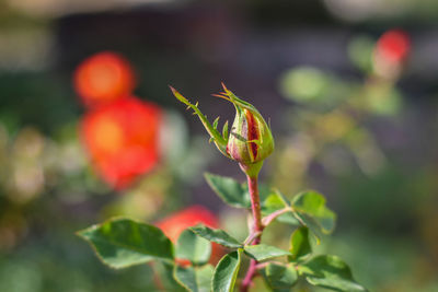 Close-up of green flower buds on plant