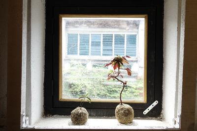 Close-up of potted plant on window sill